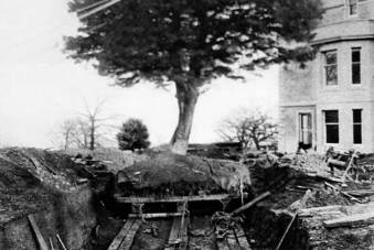 John Knox Tree